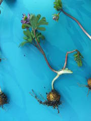 Corydalis intermedia