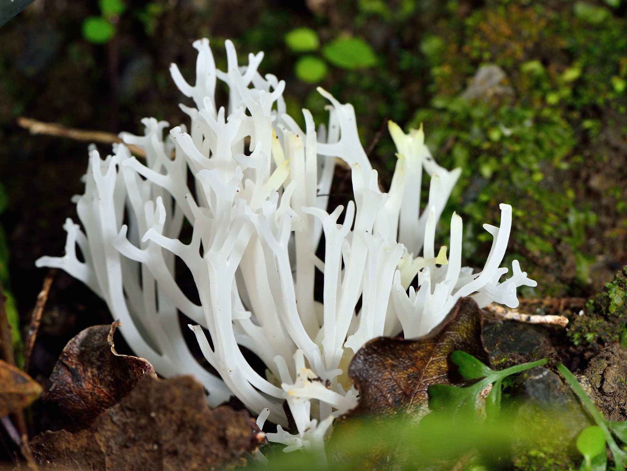 Clavulina cristata var. zealandica image