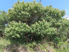 Ozoroa obovata