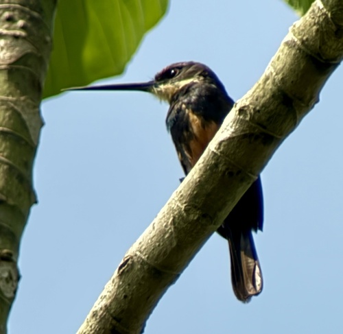 Dusky-backed Jacamar (Brachygalba salmoni)