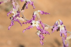 Matthiola longipetala livida