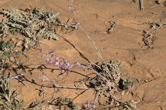 Matthiola longipetala livida