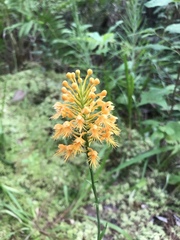 Platanthera chapmanii