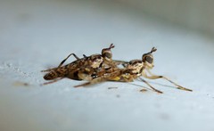 Boreothrinax maculipennis