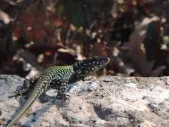 Podarcis muralis nigriventris