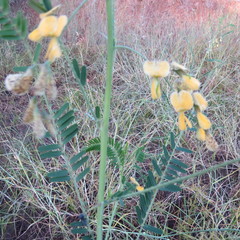 Sesbania bispinosa image