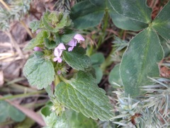 Lamium purpureum