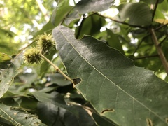 Castanea pumila
