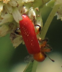 Aphelochroa sanguinalis