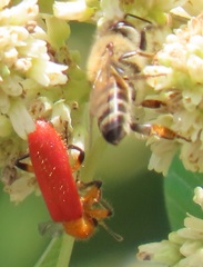 Aphelochroa sanguinalis