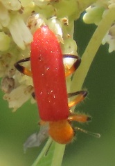 Aphelochroa sanguinalis
