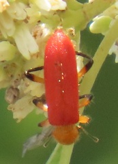 Aphelochroa sanguinalis
