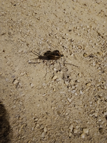 Cornu aspersum