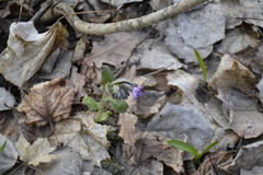Pulmonaria obscura