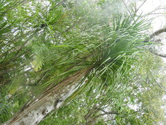 Beaucarnea