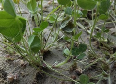 Trifolium subterraneum