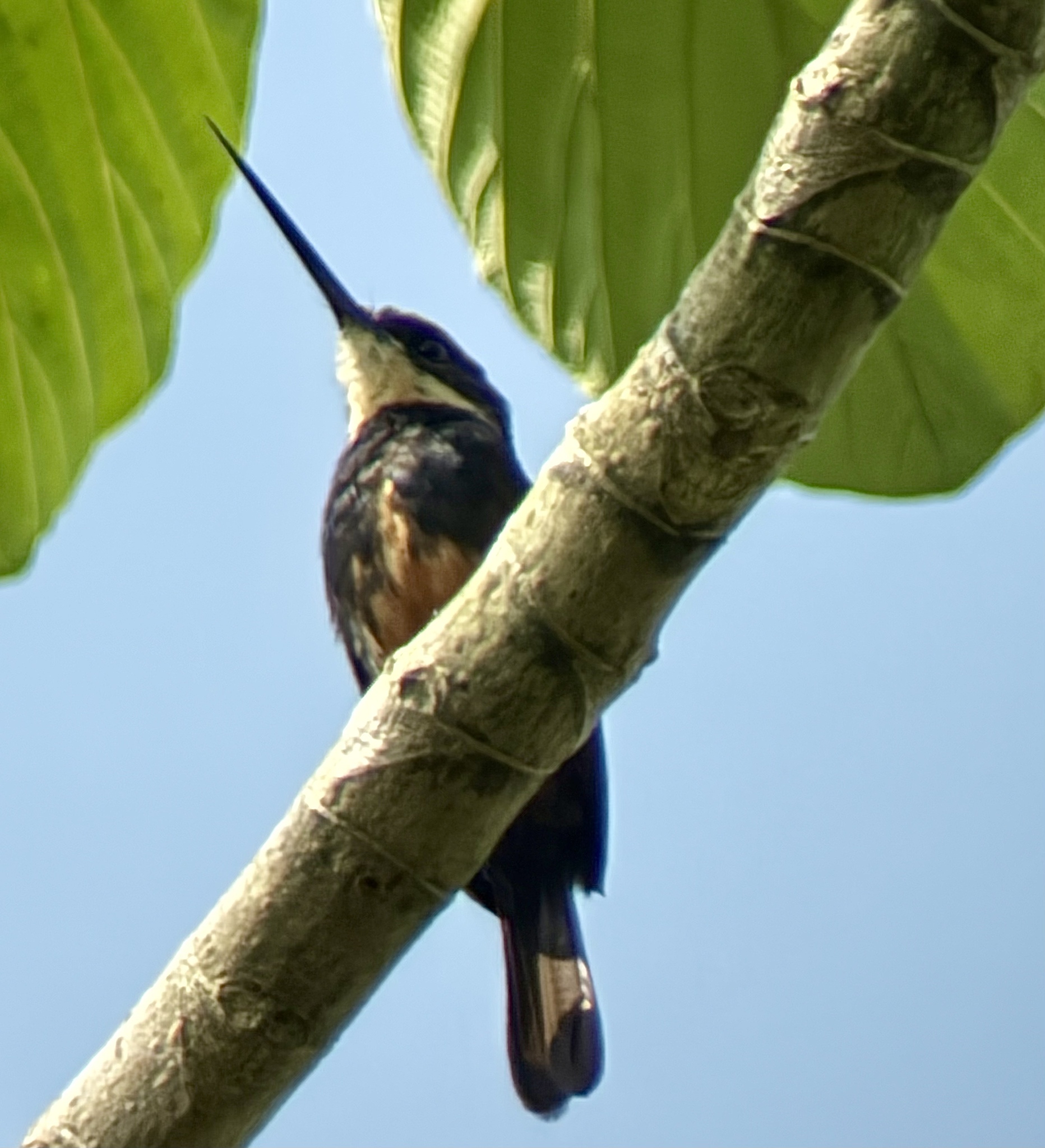 Dusky-backed Jacamar (Brachygalba salmoni), photo 2