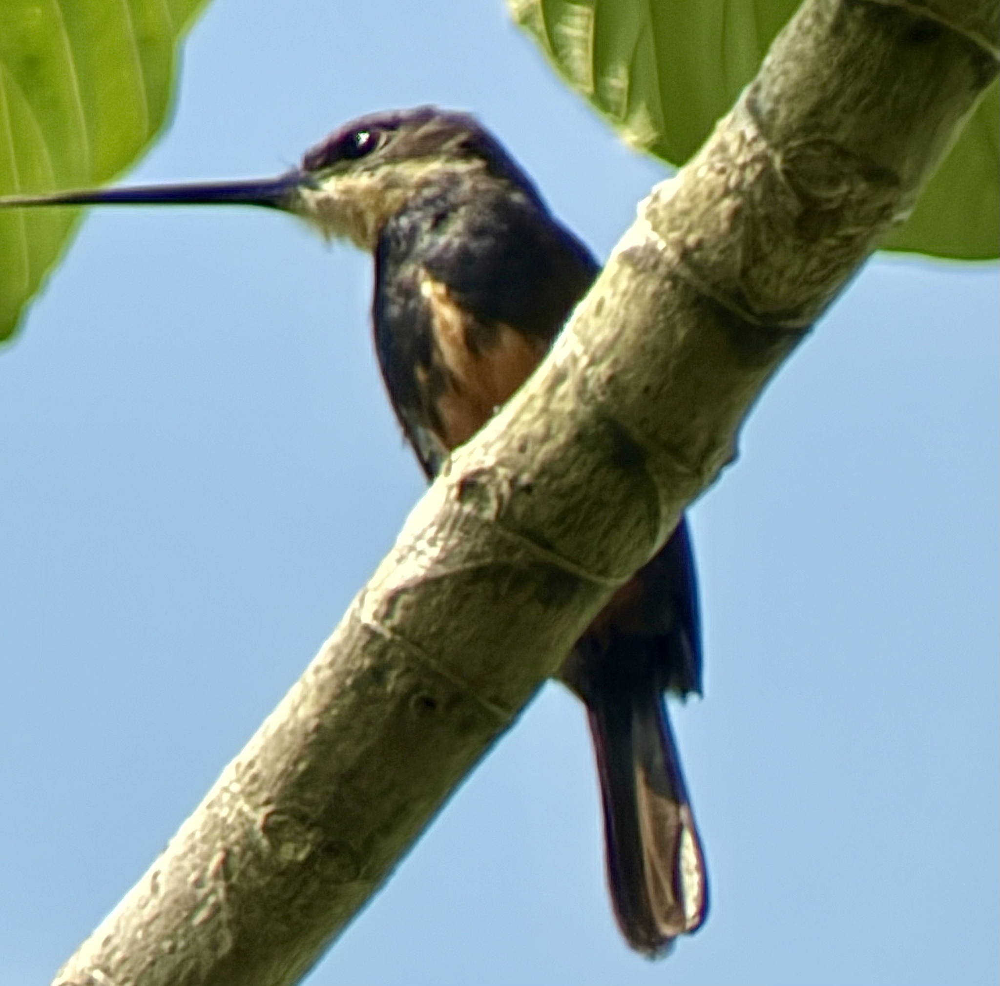 Dusky-backed Jacamar (Brachygalba salmoni), photo 3