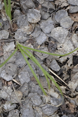 Carex pilosa
