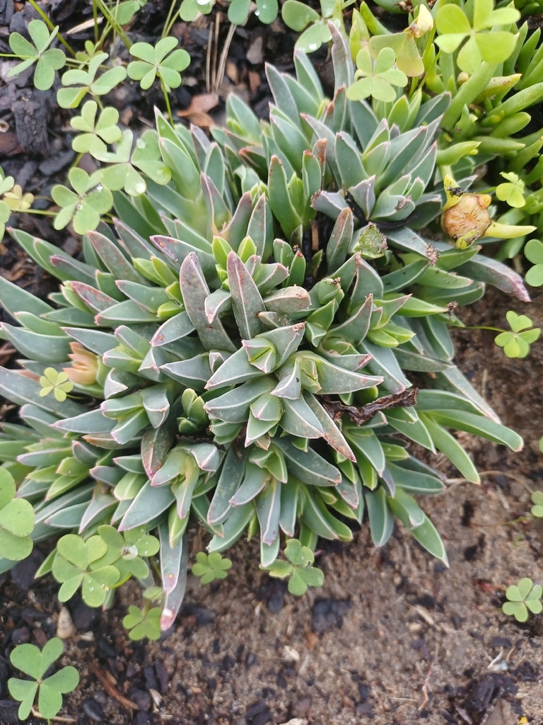Ruschia duplessiae L. Bolus