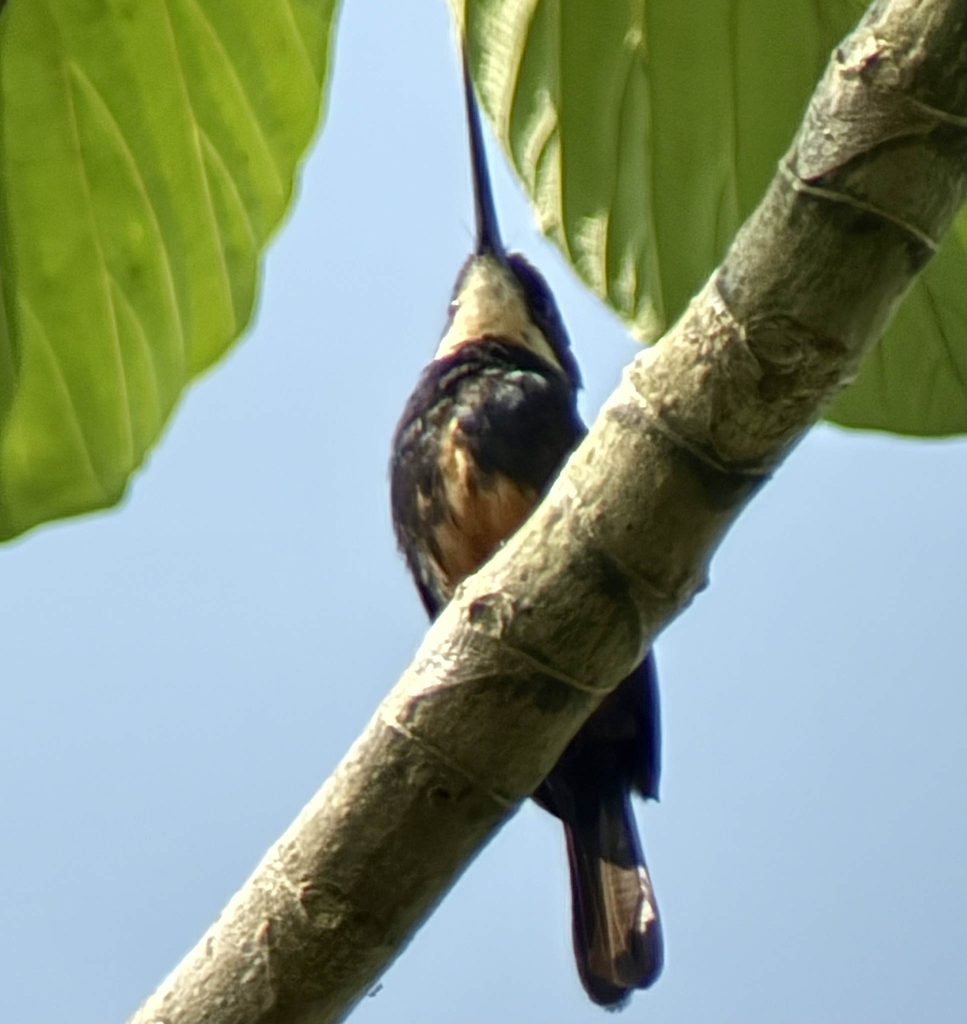 Dusky-backed Jacamar (Brachygalba salmoni), photo 4