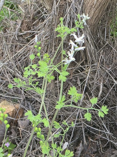 Fumaria macrocarpa cyrenaica