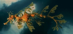 Phycodurus eques