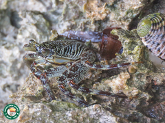 Grapsus albolineatus