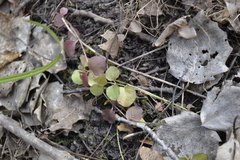 Lysimachia nummularia