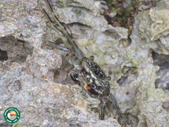 Grapsus albolineatus