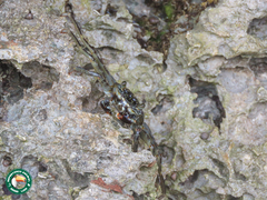 Grapsus albolineatus