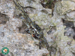 Grapsus albolineatus