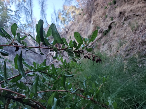 Escallonia illinita, photograph 3