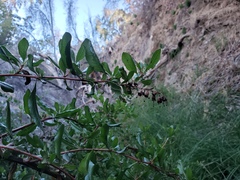 Escallonia illinita, photograph (c) Cesar Ormazabal, some rights reserved (CC BY)