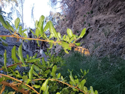 Escallonia illinita, photograph 4