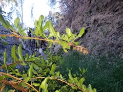 Escallonia illinita, photograph (c) Cesar Ormazabal, some rights reserved (CC BY)