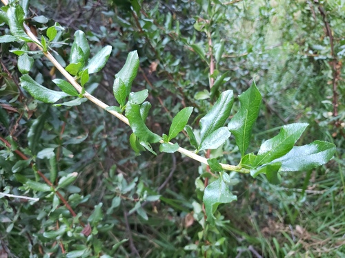 Escallonia illinita, photograph 5