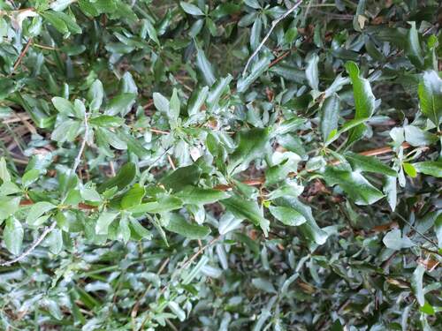 Escallonia illinita, photograph 2