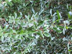 Escallonia illinita, photograph (c) Cesar Ormazabal, some rights reserved (CC BY)