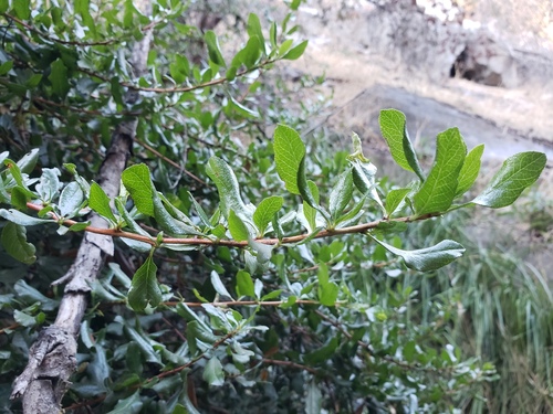 Escallonia illinita, photograph 1