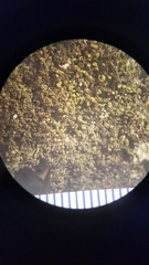 Frullania inflata communis