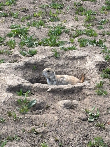 Black-tailed Prairie Dog observed by kyahs