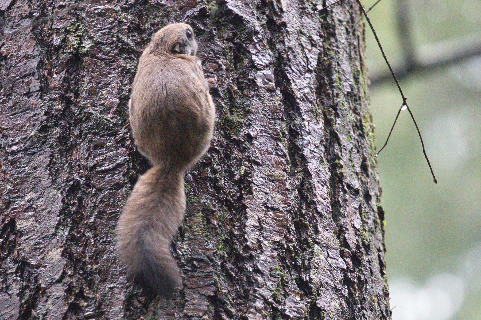 Southern Flying Squirrel (Camera Trap Field Guide) · iNaturalist