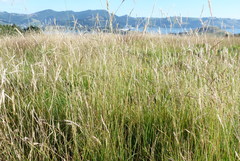 Rytidosperma unarede