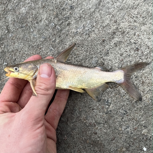Sand sea catfish (Cathorops arenatus) — Ariidae