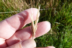 Rytidosperma unarede