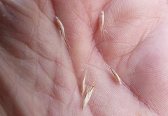 Rytidosperma unarede