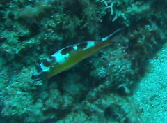 Serranus tabacarius