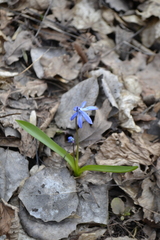 Scilla siberica