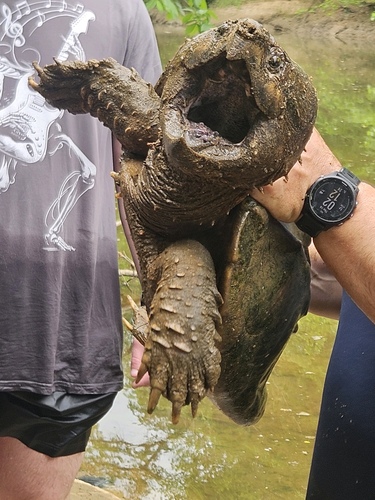 Alligator Snapping Turtle observed by dart_the_diver